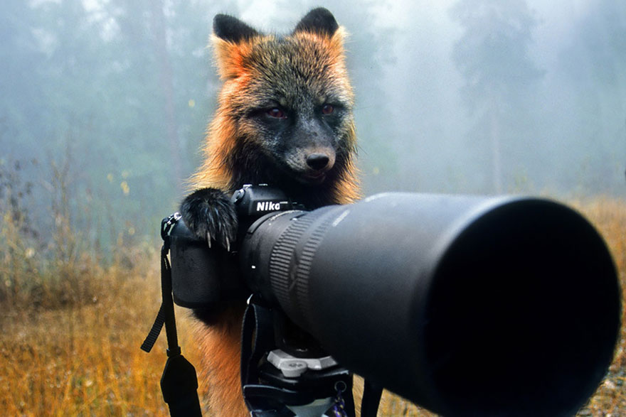 Fox With Camera