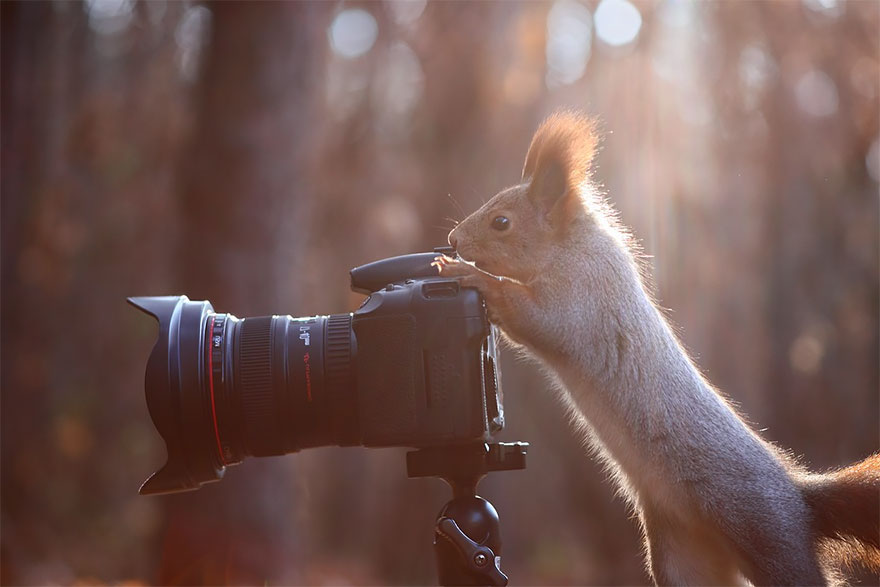 Squirrel With Camera