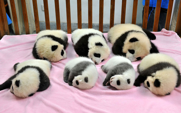 Panda “Daycare” Exists And Is Most Adorable Place On Earth