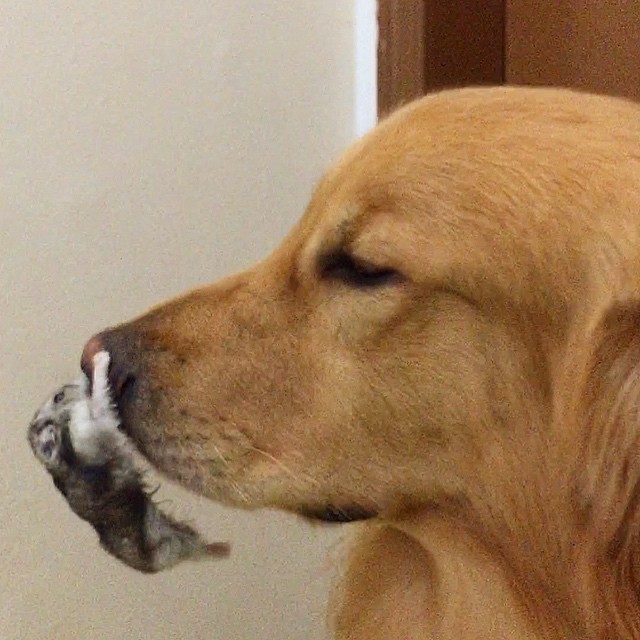 bob-golden-retriever-sao-paulo-37 bob-golden-retriever-sao-paulo-37