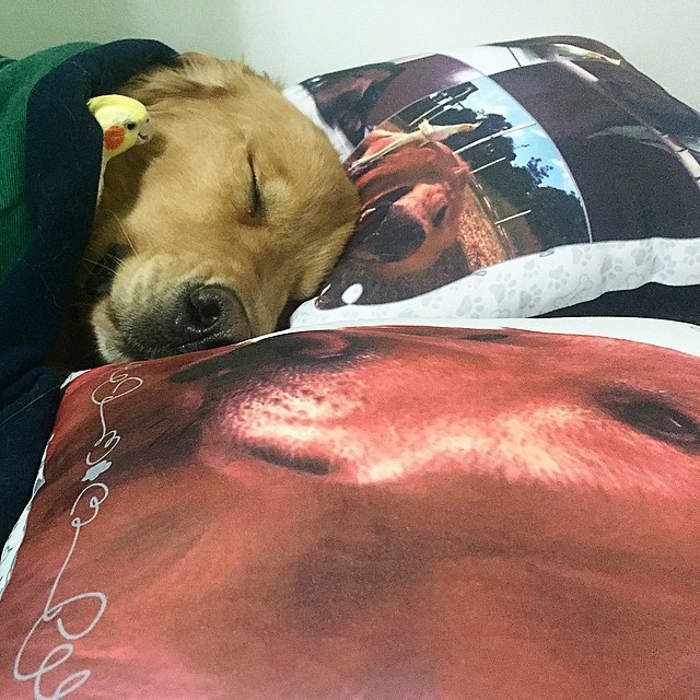 bob-golden-retriever-sao-paulo-82 bob-golden-retriever-sao-paulo-82