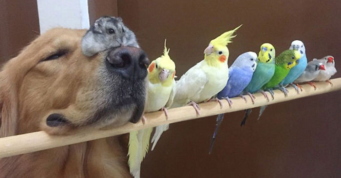 A Dog, 8 Birds And A Hamster Are The Most Unusual Best Friends Ever