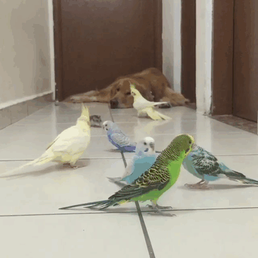 bob-golden-retriever-sao-paulo-gif-4 bob-golden-retriever-sao-paulo-gif-4