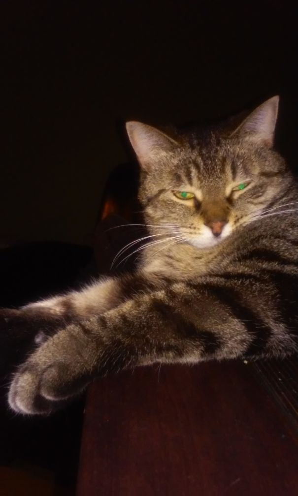 Maggie Lived Her First 6 Years In A Shelter Run By Amazing Ladies. Then She Found Me!