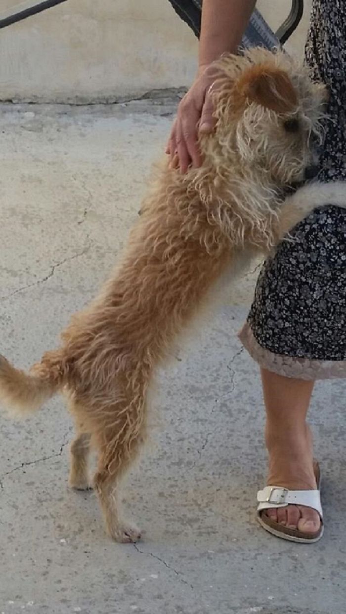 Buffy The Little Family Dog Hugs My Mother Thanking Her For Taking Care Of Him
