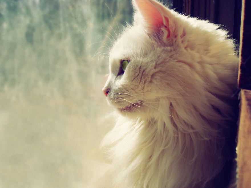 After Losing My Son At Birth This Deaf Kitten Saved Me After Losing My Son At Birth This Deaf Kitten Saved Me