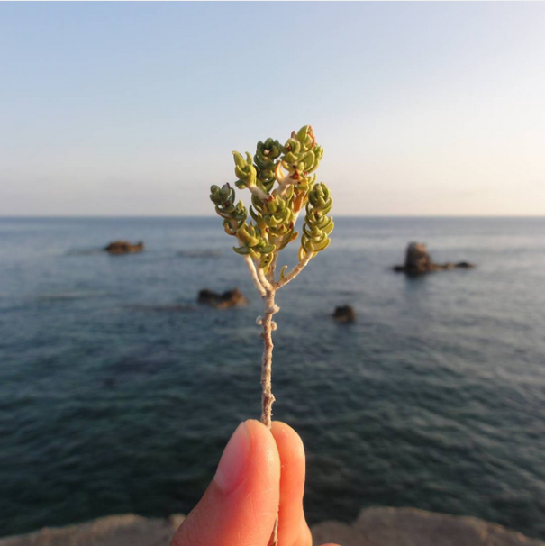 I Document The Scents Of Sardinia To Remember The Smells Of My Land