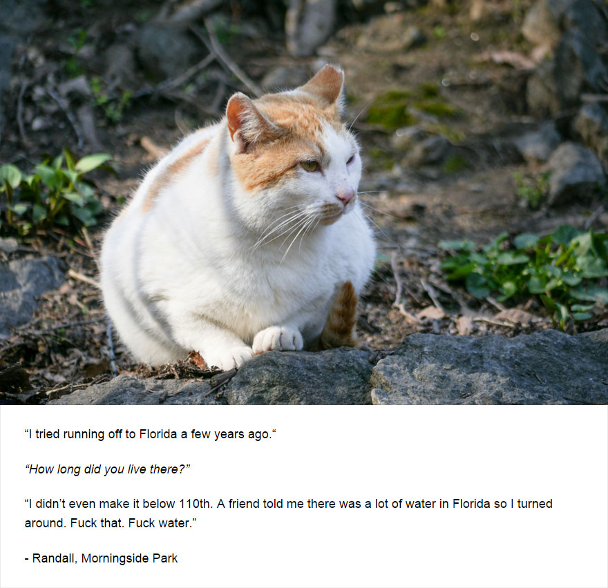 Felines Of New York