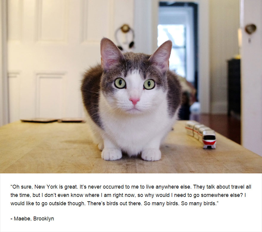 Felines Of New York