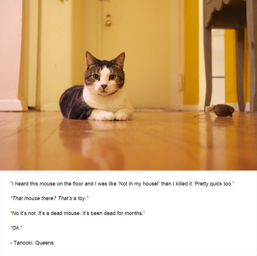Felines Of New York