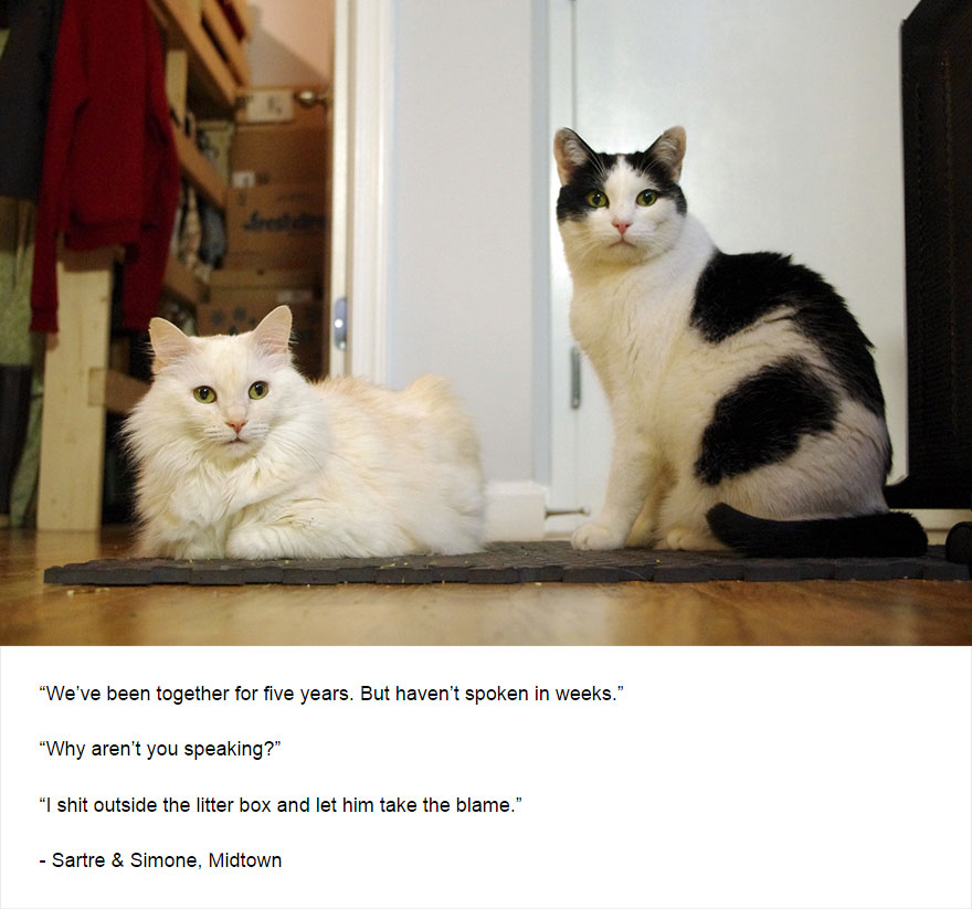 Felines Of New York
