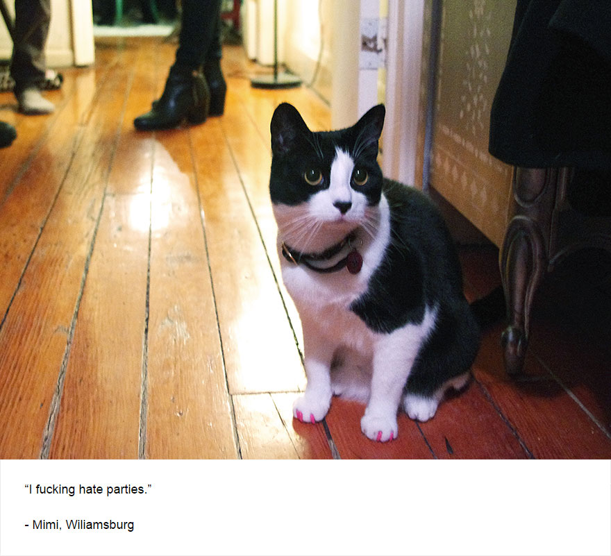 Felines Of New York