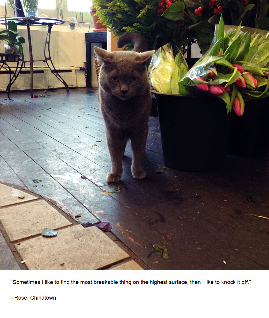 Felines Of New York