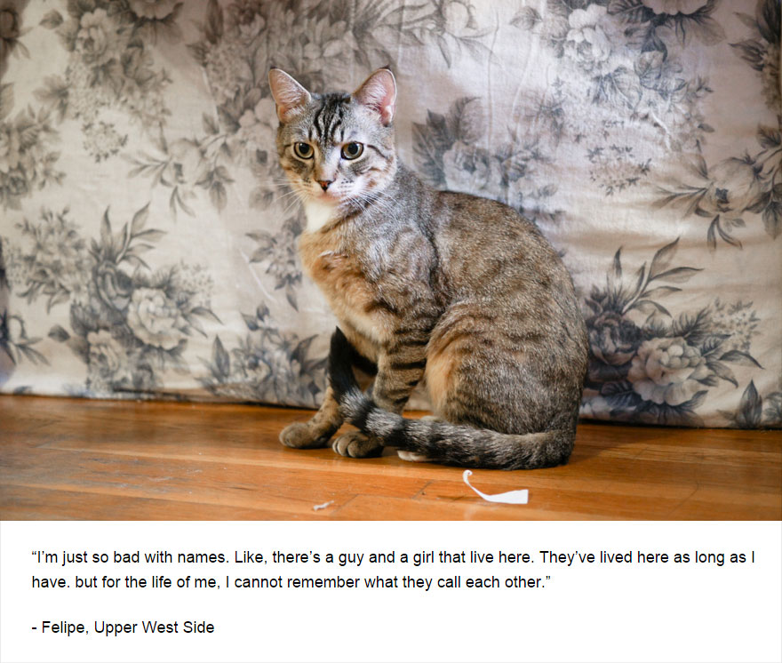 Felines Of New York