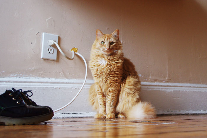 129 Cats’ Deepest Secrets Revealed On Felines Of New York