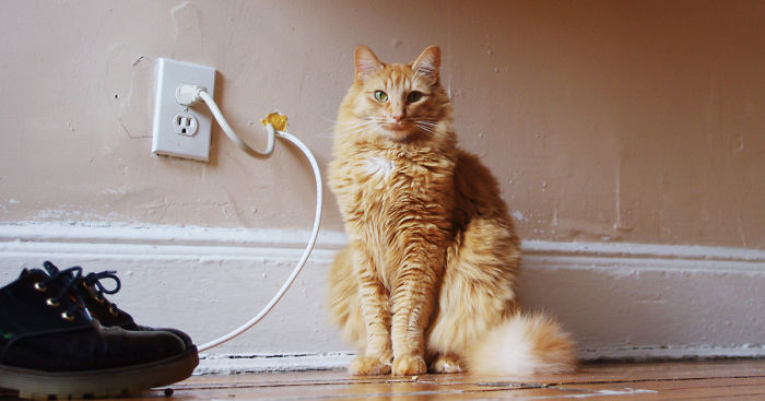 129 Cats’ Deepest Secrets Revealed On Felines Of New York