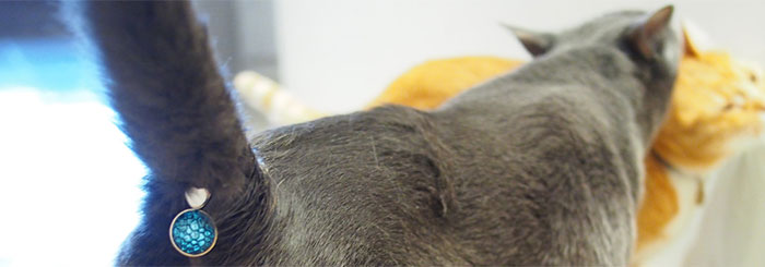 cat-butt-gem-jewel-twinkle-tush-1