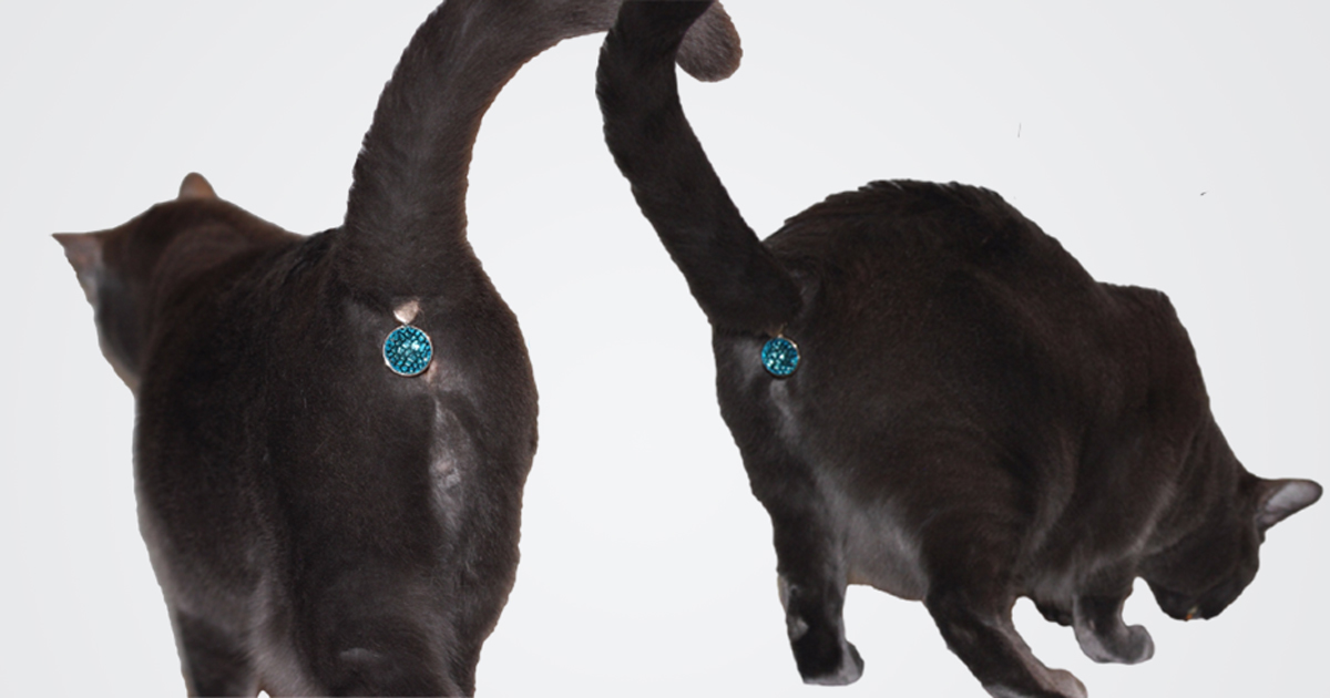 This Ass-cessory Turns Your Cat’s Butt Into A Glittering Jewel.