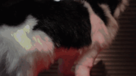 cat-butt-gem-jewel-twinkle-tush-insta cat-butt-gem-jewel-twinkle-tush-insta