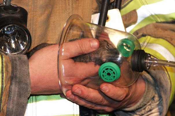 cat-revived-oxygen-mask-fire-department-2 cat-revived-oxygen-mask-fire-department-2
