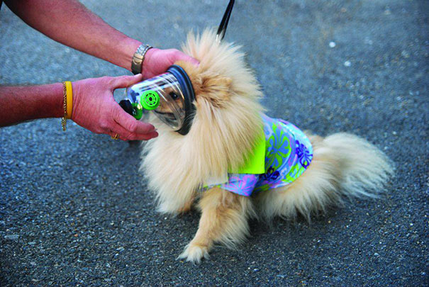 cat-revived-oxygen-mask-fire-department-6 cat-revived-oxygen-mask-fire-department-6