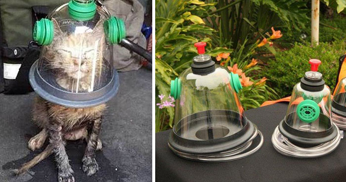 Firemen Revive Unconscious Cat Using Special Pet Oxygen Mask