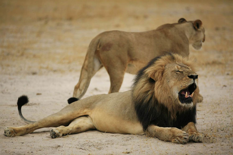 cecil-lion-illegal-hunting-internet-backlash-walter-palmer-zimbabwe-12 cecil-lion-illegal-hunting-internet-backlash-walter-palmer-zimbabwe-12