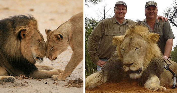 After Killing Famous Lion, Internet Outrage Forces The Killer To Close His Dental Office