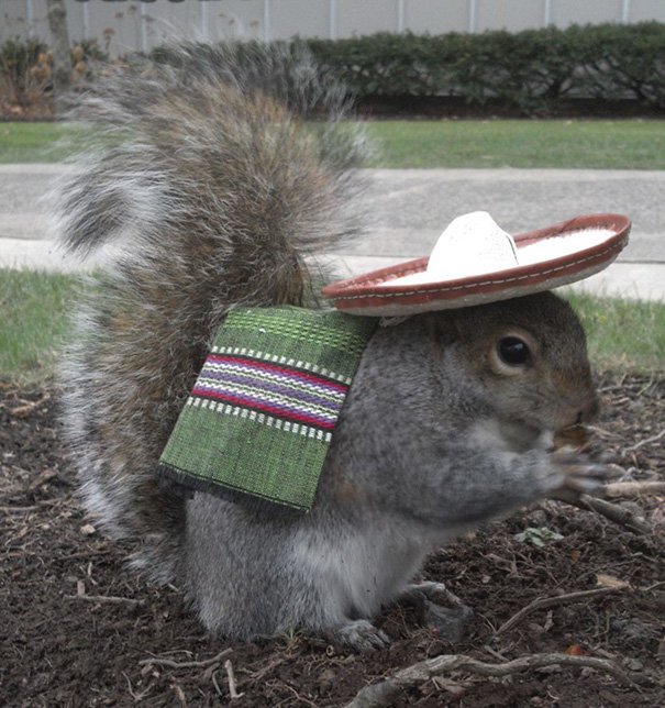 costume-squirrel-whisperer-sneezy-nary-krupa-2 costume-squirrel-whisperer-sneezy-nary-krupa-2