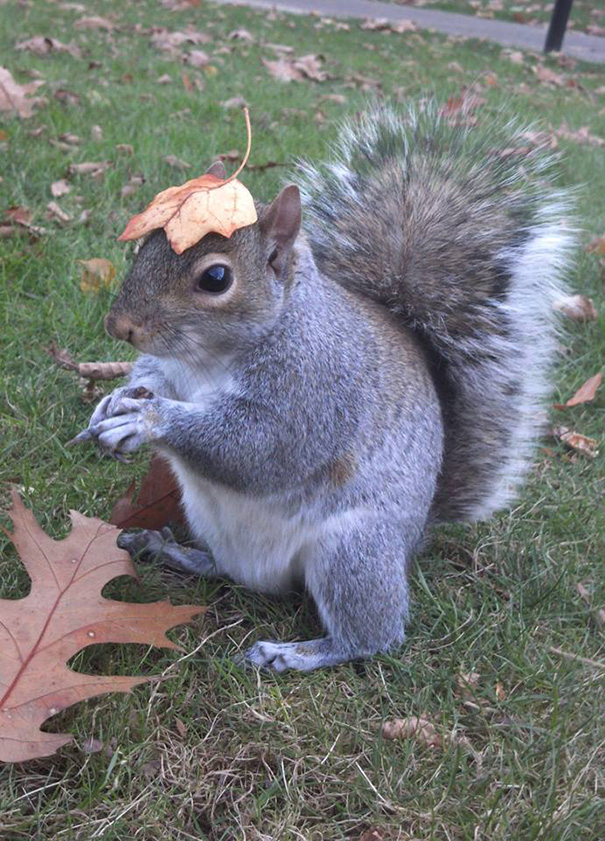 costume-squirrel-whisperer-sneezy-nary-krupa-43 costume-squirrel-whisperer-sneezy-nary-krupa-43