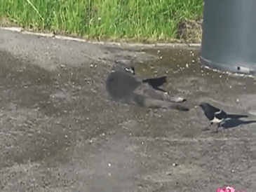 crows-tease-animals-peck-bite-tails-trolls-corvids-gif-2
