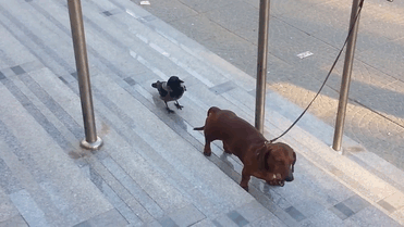 crows-tease-animals-peck-bite-tails-trolls-corvids-gif-5 crows-tease-animals-peck-bite-tails-trolls-corvids-gif-5
