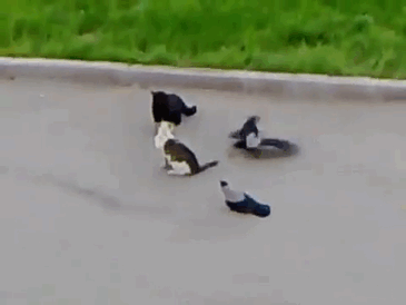 crows-tease-animals-peck-bite-tails-trolls-corvids-gif-7 crows-tease-animals-peck-bite-tails-trolls-corvids-gif-7