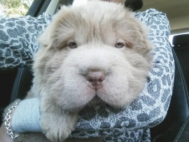 cute-bear-lookalike-dog-tonkey-17 cute-bear-lookalike-dog-tonkey-17