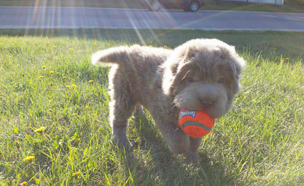 cute-bear-lookalike-dog-tonkey-6 cute-bear-lookalike-dog-tonkey-6