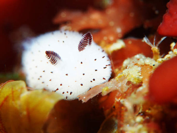 cute-bunny-sea-slug-jorunna-parva-1 cute-bunny-sea-slug-jorunna-parva-1