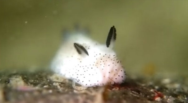 cute-bunny-sea-slug-jorunna-parva-10 cute-bunny-sea-slug-jorunna-parva-10