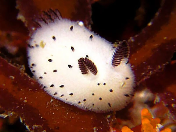cute-bunny-sea-slug-jorunna-parva-11 cute-bunny-sea-slug-jorunna-parva-11