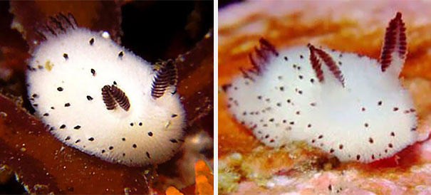 cute-bunny-sea-slug-jorunna-parva-12 cute-bunny-sea-slug-jorunna-parva-12