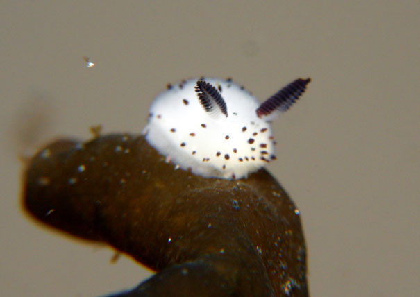 cute-bunny-sea-slug-jorunna-parva-3 cute-bunny-sea-slug-jorunna-parva-3