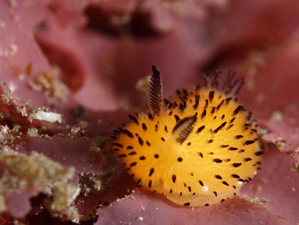 cute-bunny-sea-slug-jorunna-parva-4 cute-bunny-sea-slug-jorunna-parva-4