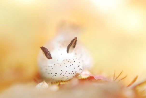 cute-bunny-sea-slug-jorunna-parva-8 cute-bunny-sea-slug-jorunna-parva-8