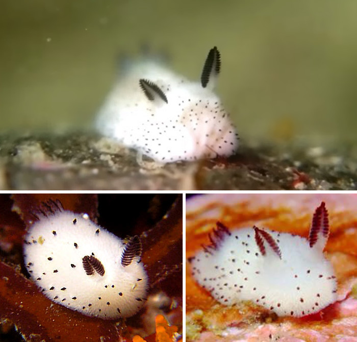 Sea Bunnies: Japan Is Going Crazy About These Furry Sea Slugs