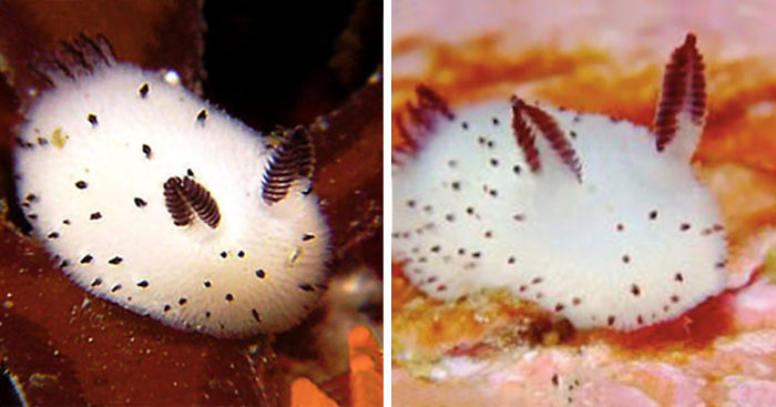 Sea Bunnies: Japan Is Going Crazy About These Furry Sea Slugs