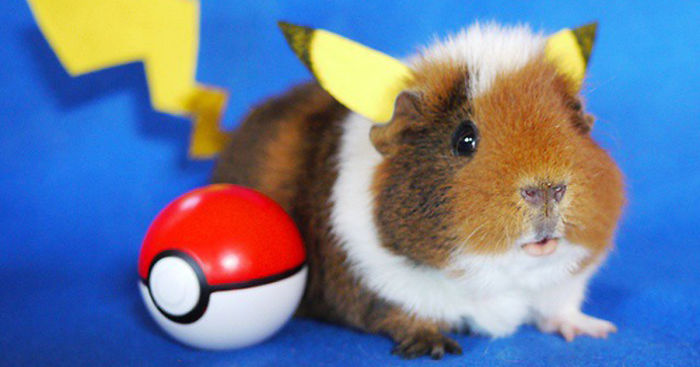 Meet Fuzzberta, The Cutest Cosplayer On Instagram