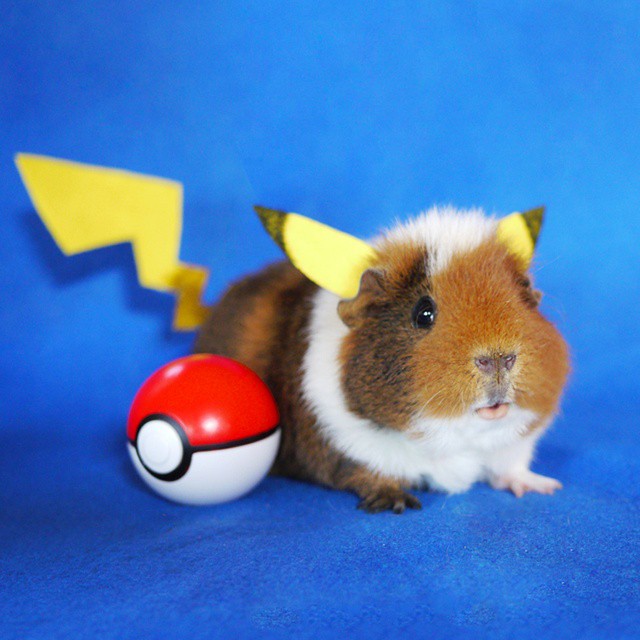 cute-hamster-costumes-fuzzberta-instagram-1
