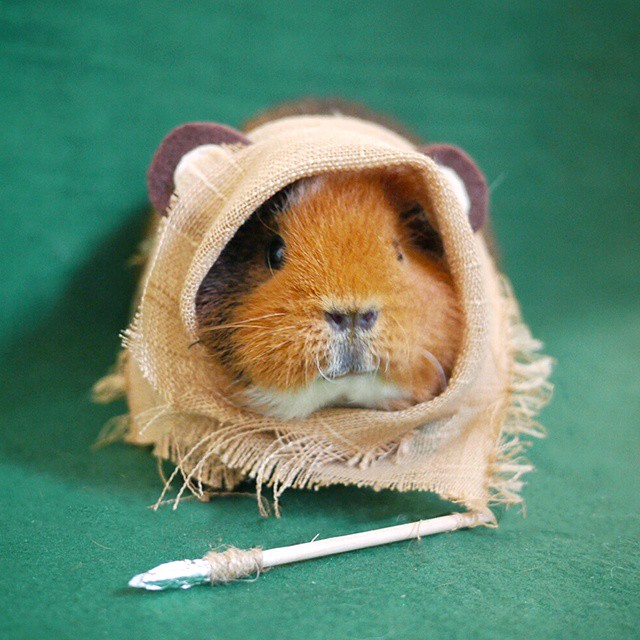 cute-hamster-costumes-fuzzberta-instagra