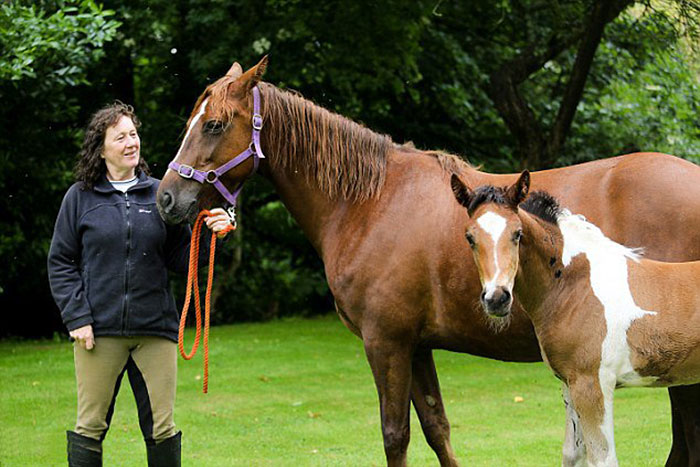 da-vinci-horse-pattern-north-yorkshire-3 da-vinci-horse-pattern-north-yorkshire-3