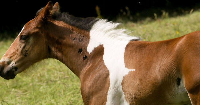Baby Horse Born With Horse-Shaped Marking