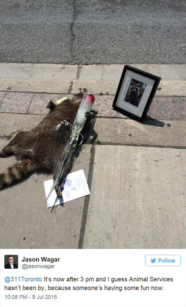dead-raccoon-memorial-shrine-mourning-deadraccoonto-toronto-2 dead-raccoon-memorial-shrine-mourning-deadraccoonto-toronto-2